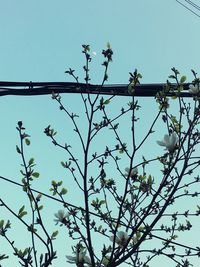 Low angle view of bird perching on tree against sky