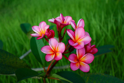 Close-up of pink flowering plant