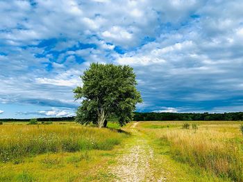 Trees on field against sky