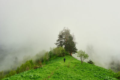 Tree on field against sky