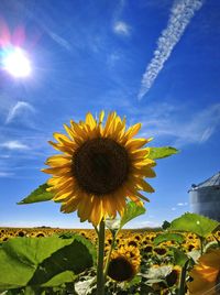 Sunflower blooming in field