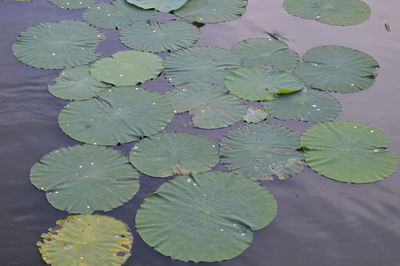 High angle view of water lily in lake