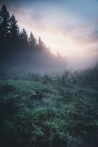 Trees in foggy weather