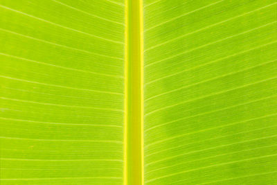 Full frame shot of banana leaf