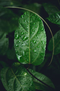 Close-up of raindrops on leaves