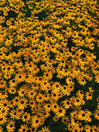 Full frame shot of yellow flowering plants