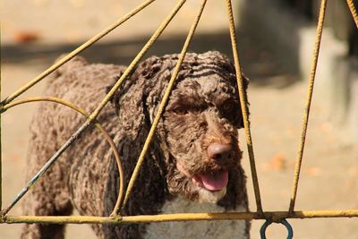 Lagotto romagnolo looks for the owner.