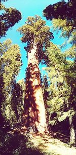 Low angle view of trees against sky