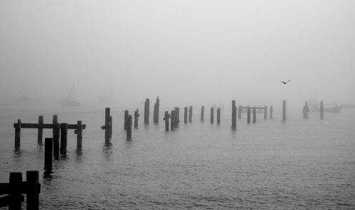 View of birds on wooden post in sea