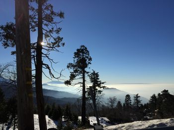 Trees on landscape against clear sky
