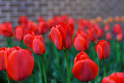 Close-up of red tulips in field