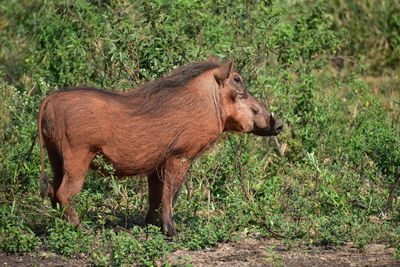 Side view of horse on field