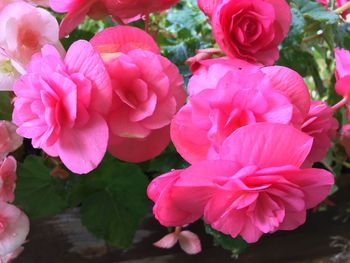 Close-up of pink flowers blooming outdoors