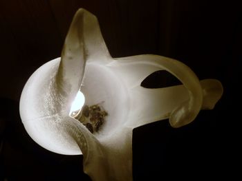 Close-up of flower over black background