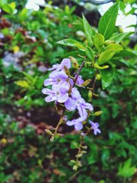 Close-up of purple flowers