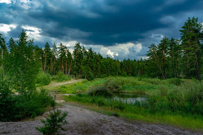 Scenic view of road amidst trees against sky