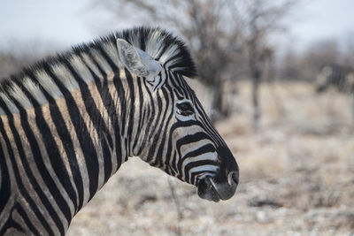 Close-up of zebra