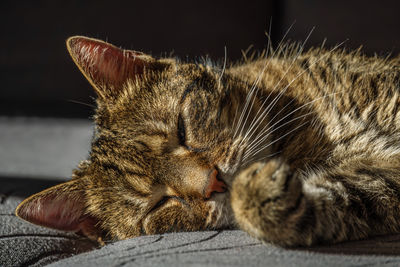 Close-up of cat lying on floor