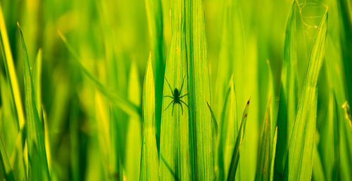 Close-up of wheat growing on field