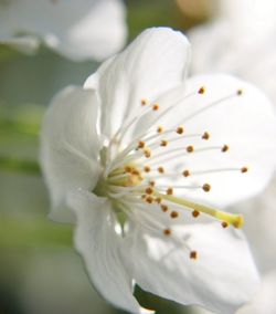 Close-up of white flower