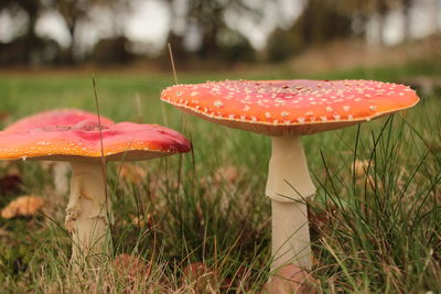 Close-up of mushroom on field