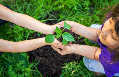 Cropped hand of woman holding plant