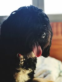 Close-up of dog sticking out tongue