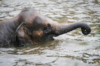 High angle view of elephant calf swimming in lake