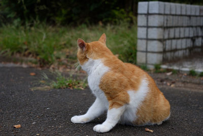 Cat sitting on road