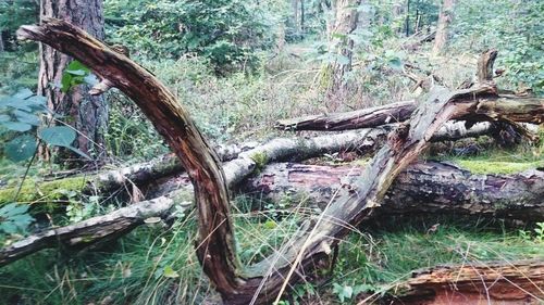 Tree trunk in forest