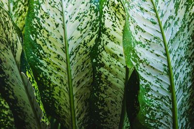 Close-up of fresh green plant