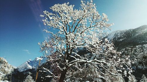 Low angle view of tree against sky