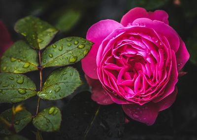 Close-up of wet pink rose blooming outdoors