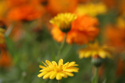 Close-up of yellow flowering plant