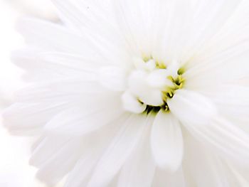 Close-up of white flower