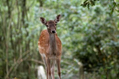 Portrait of lion in forest