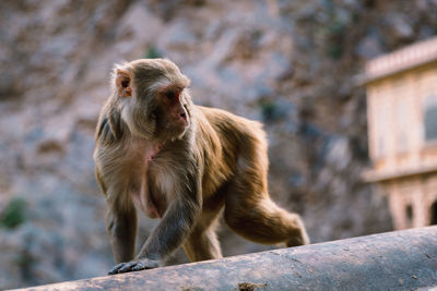 Close up of monkey sitting on wall