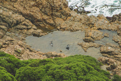 High angle view of ducks on rock