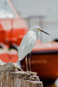 Close-up of seagull perching on wooden post