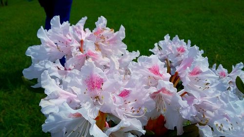 Close-up of pink flowers