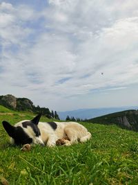 View of a dog lying on grass