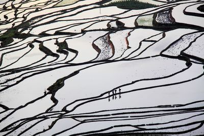 Full frame shot of plants on land