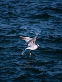 Seagull flying over sea