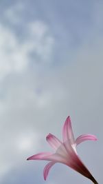 Close-up of pink flower against sky