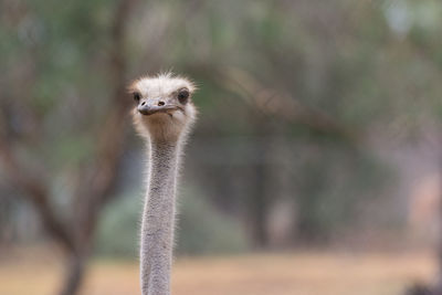 Close-up of the head of an ostrich looking away