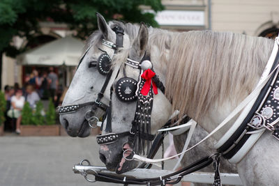 Horse cart on street