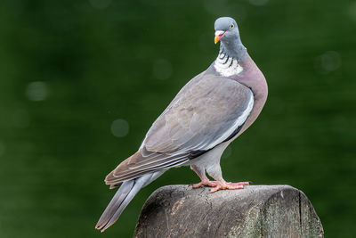 Close-up of bird perching on rock