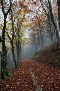 Road amidst trees in forest during autumn