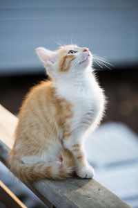 Close-up of a cat looking away