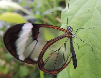 Close-up of butterfly on leaf